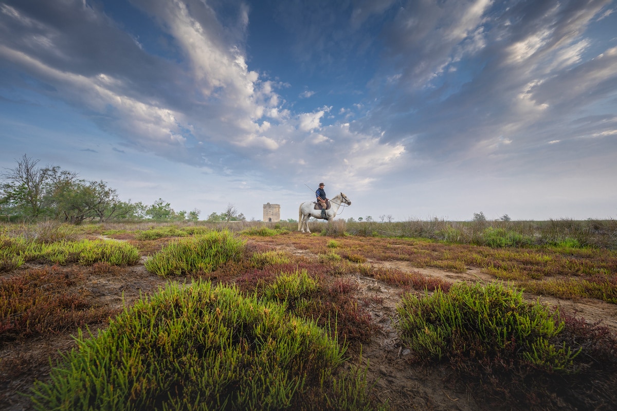 Camargue Horses by Albert Dros