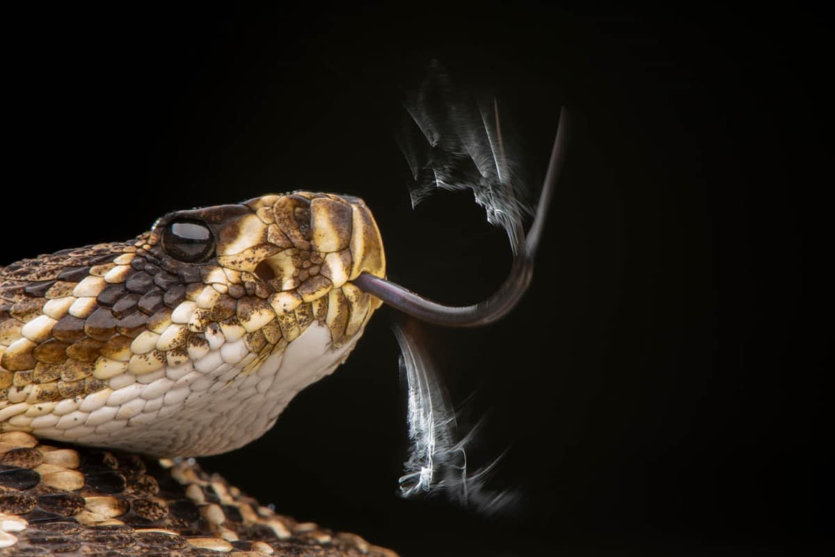 Portrait of diamondback rattlesnack with tongue out